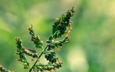 Close-up of flowering plant