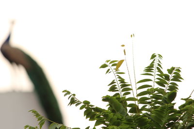 Close-up of plant against clear sky