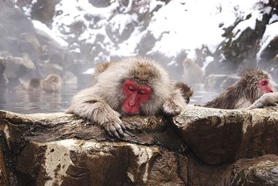 Monkey on rock in snow