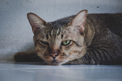 Close-up portrait of a cat resting