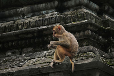 Low angle view of monkey sitting on stone wall