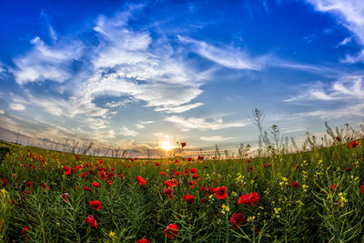 Red poppies on field against sky