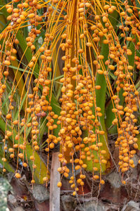 Close-up of fruits growing on tree