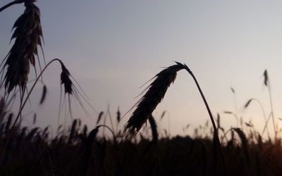 Plants growing on field at sunset