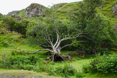 Tree in forest