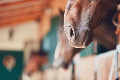 Cropped image of horse in stable