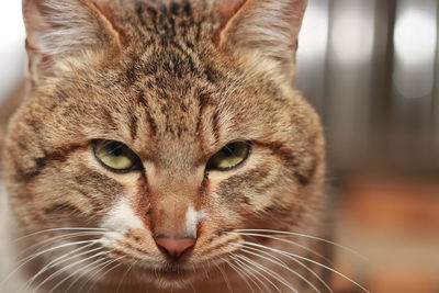Close-up of cat