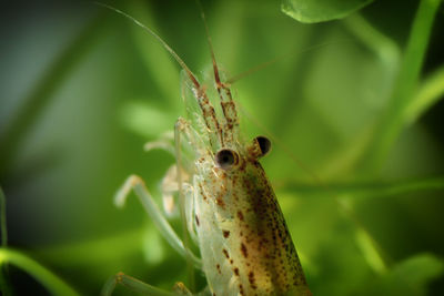 Close-up of insect on plant