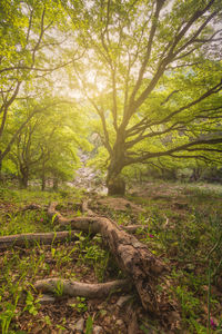 Trees in forest