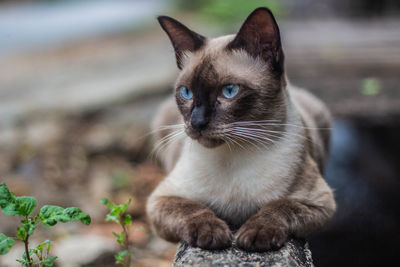 Close-up portrait of a cat