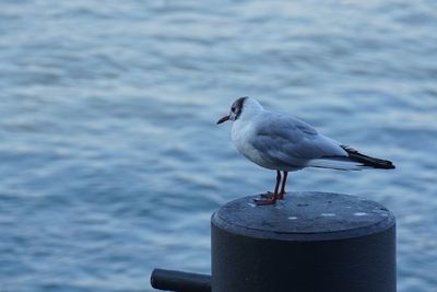 Close-up of seagull perching on sea