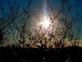 Bare trees against sky at sunset
