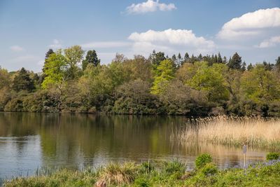 Scenic view of lake by trees against sky