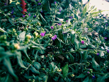 High angle view of purple flowering plants