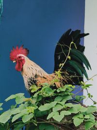 Bird on a plant