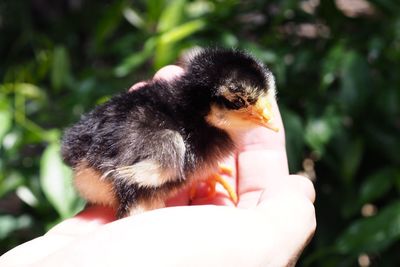 Close-up of a hand holding a bird