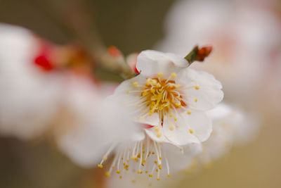 Close-up of white cherry blossom