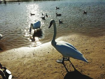 Swans swimming in lake