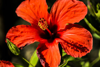 Close-up of red hibiscus flower