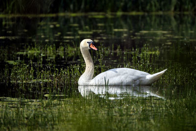 Swan swimming in lake