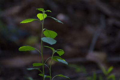 Close-up of small plant