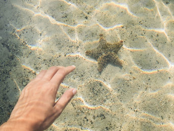 Cropped image of hand by starfish in water at shore