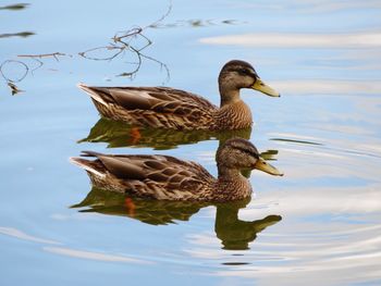 Side view of duck swimming on lake