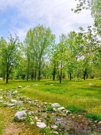 Trees growing on field against sky