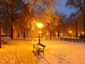 Snow covered trees at dusk