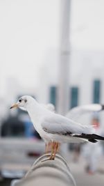 Close-up of seagull perching