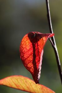 Close-up of orange leaf on plant