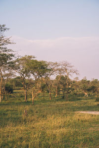 Trees on field against clear sky