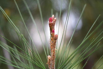 Close-up of flowering plant on land