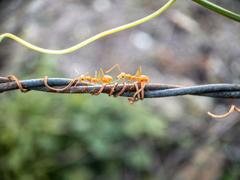 Close-up of barbed wire on plant