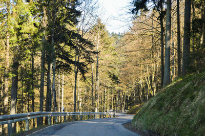 Road amidst trees in forest against sky