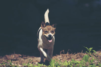 Portrait of dog standing on field