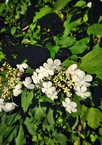 High angle view of white flowering plants