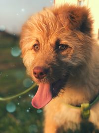 Close-up portrait of dog