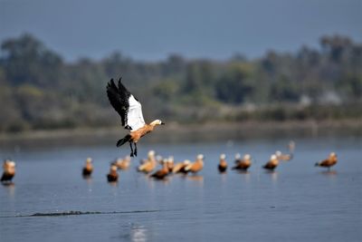 Seagulls flying over lake