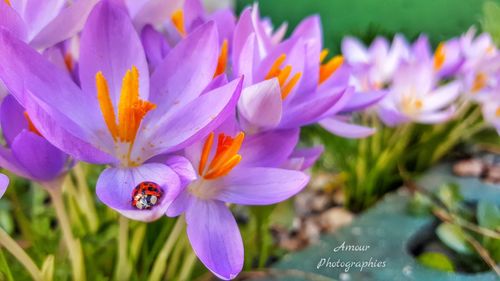 Close-up of purple flowers