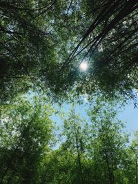 Low angle view of trees in forest against sky