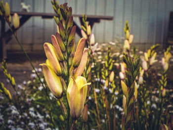 Close-up of plant