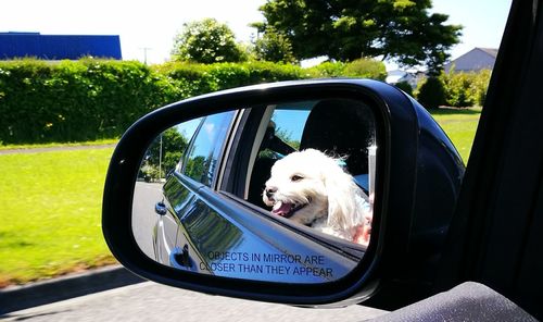 Side view of dog sitting on car