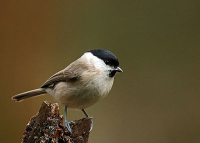 Close-up of bird perching outdoors