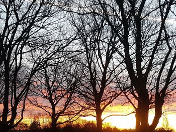 Low angle view of silhouette bare trees against sky