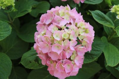 Close-up of pink hydrangea flowers in park