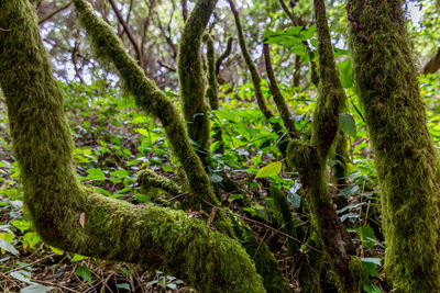 Trees growing in forest