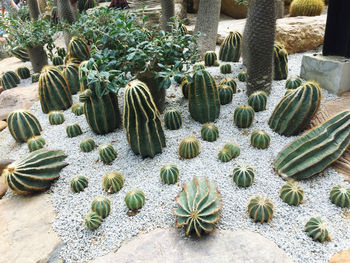 High angle view of succulent plant on field