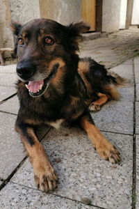 Portrait of dog sitting on floor