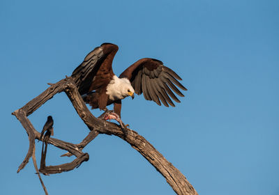 Low angle view of african fish eagle on branch against clear blue sky